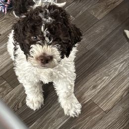 Milo - White male Lagotto Romagnolo puppy in Southbury, Connecticut from dei Allegre Lagotto Romagnolo