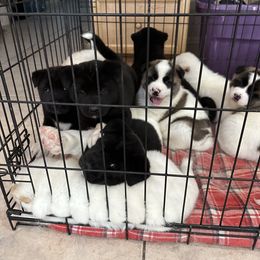 Akita Puppies from Gloe Akita's