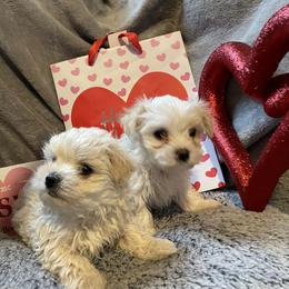 Lulu - White female Morkie puppy in Taylorsville, North Carolina from Mountain Top Hot Tailz