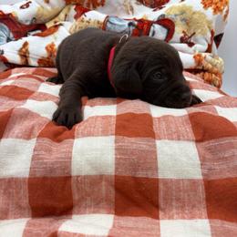 Red - Chocolate male Labrador Retriever puppy in Heath Springs, South Carolina from Rich Hill Retrievers