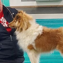 Golden Retrievers and Shetland Sheepdogs from Bigfoot Farms