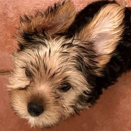 Standart Girl 1 - Blue and gold female Yorkshire Terrier puppy in Willow Grove, Pennsylvania from Willow Grove Yorkie