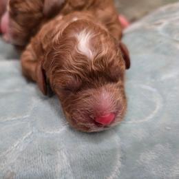 Boy 3 - Red male Cavapoo puppy in Knoxville, Tennessee from Shannan's Cavapoos