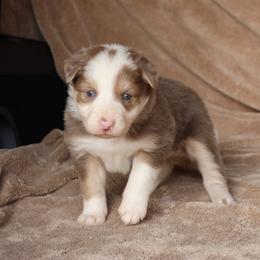 Daffy - AKC Reg - Lilac female Border Collie puppy in Courtland, Alabama from C Bar C Ranch Border Collies