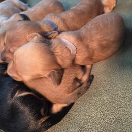 Dachshund Puppies from Rebeka Davy