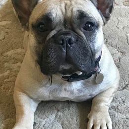 French Bulldogs from Inessa's Frenchies