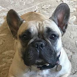 French Bulldogs from Inessa's Frenchies