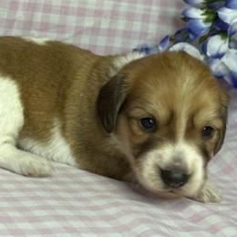 Sutton - Red female Dachshund puppy in Waseca, Minnesota from Dragonfly Doxies