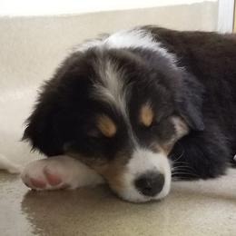 Australian Shepherds from Perkins Family Aussies