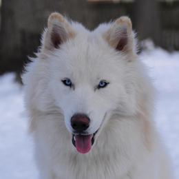 Tate - Siberian Husky