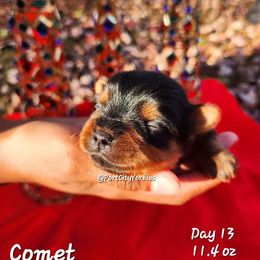 Yorkshire Terrier Puppies from Port City Yorkies LLC