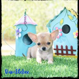 Bumblebee - Fawn male Chihuahua puppy in Demorest, Georgia from Sourpatch Chihuahuas