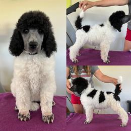 Poodle Puppies from High Mesa Standards
