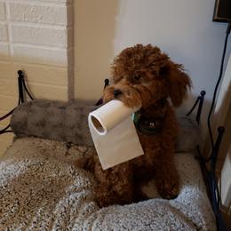 Poodle All Grown Up from M & M Poodles