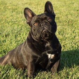 Sophie - French Bulldog