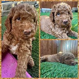 Joey - Red  male Goldendoodle puppy in Scappoose, Oregon from Mountainview Mini Doodles