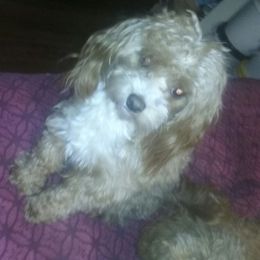 Maltipoo Puppies from Junes maltipoos
