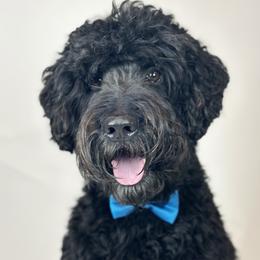 Buck - Australian Labradoodle