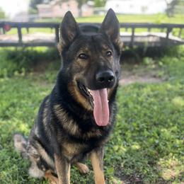 Signal - German Shepherd