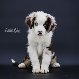 Australian Shepherd, Miniature American Shepherd, Miniature Australian Shepherd, and Toy Australian Shepherd Puppies from Painted Blue Aussies