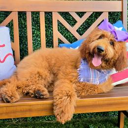 Lennon's Purple Girl - Red  female Goldendoodle puppy in Kountze, Texas from Texas Doodles LLC