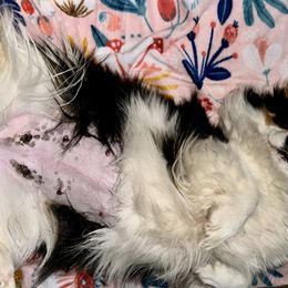 Pembroke Welsh Corgi Puppies from Hills End Corgis