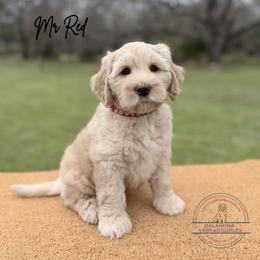 Mr Red - Caramel cream male Australian Labradoodle puppy in Hartshorne, Oklahoma from Jena Edmond