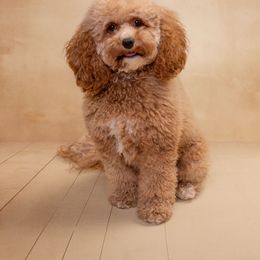 Waffle - Cockapoo