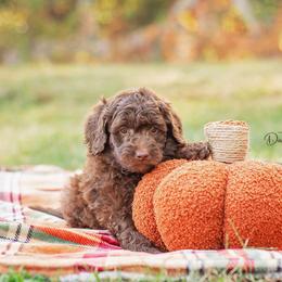 Aussiedoodle Puppies from Dani's Dandy Doodles
