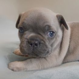 French Bulldog Puppies from Forever Frenchies