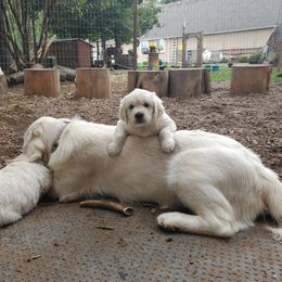 Golden Retriever Puppies from Hoekema Homestead Goldens