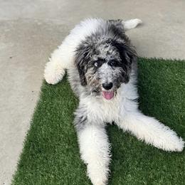 Marley - Merle male Goldendoodle puppy in Los Angeles, California from Exquisite Doodles