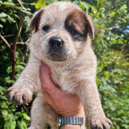Red female 2 - Red speckled female Australian Cattle Dog puppy in Dalton, Pennsylvania from Whiteduck Mountain Kennel AKC Australian Cattle Dogs and Windy Hill Acres Kennel LLC AKC Fox Red Labrador Retrievers