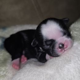 LILITH - Black and white female Shih Tzu puppy in Los Banos And Bay Area, California from Shantii's Shih Tzu's