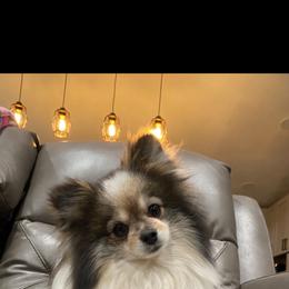 Ignite - Pomeranian
