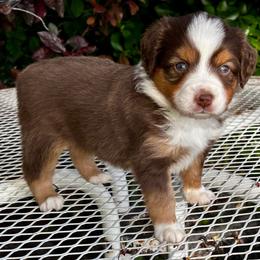 Red tri Male - Red tri male Miniature Australian Shepherd puppy in Parma, Idaho from Arena Valley Acres