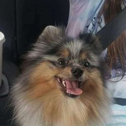 DV - Pomeranian