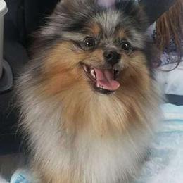 DV - Pomeranian