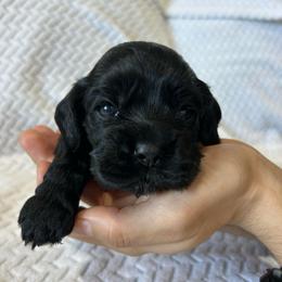 Jasper - Black male Cocker Spaniel puppy in Corcoran, California from Sweetheart Cockers