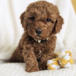Bernedoodle and Goldendoodle Puppies from Legacy Doodles