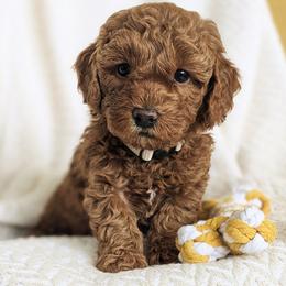 Bernedoodle and Goldendoodle Puppies from Legacy Doodles