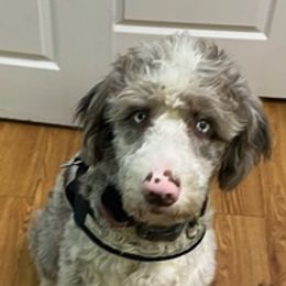 Aussiedoodles and Poodles from Sanders Shepherds Farm and Vet Services