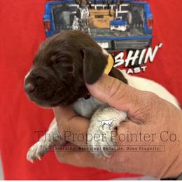 Perch - Liver roan female German Shorthaired Pointer puppy in Six Mile, South Carolina from The Proper Pointer Co.