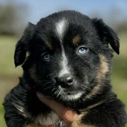Miniature Australian Shepherds from JSK Aussie