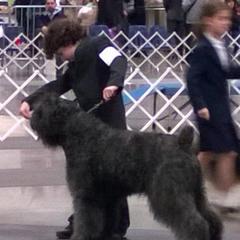 Bouvier des Flandres from Tomten Bouviers