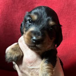 Bailey - Black and tan male Dachshund puppy in Spencer, Ohio from JAM Doxies