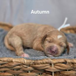 Autumn - Apricot female Goldendoodle puppy in Summerville, South Carolina from Channys Doodles