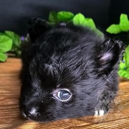 Pepper's What I've Done - Ivy - Black and brindle female Pomeranian puppy in Plant City, Florida from Pepper's Pomeranians