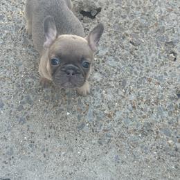 Girl 1 - Blue fawn female French Bulldog puppy in Hartsville, Tennessee from Blueridge Frenchies