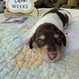 Chocolate n tan piebald - Chocolate and tan female Dachshund puppy in Helenville, Wisconsin from Remarkable Doxies